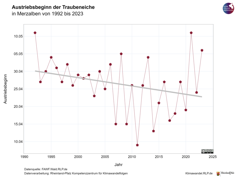 Die Abbildung zeit den Austriebsbeginn der Traubeneiche seit 1992 bis heute inklusive der Trendlinie. Trotz einer hohen Jahr zu Jahr Variabilität, geht die Trendlinie nach unten, d.h. der Austriebsgebinn startet immer früher im Jahr.