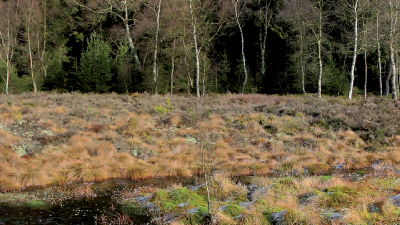 Das Foto zeigt eine Moorfläche, im Hintergrund ist ein Wald