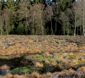 Das Foto zeigt eine Moorfläche, im Hintergrund ist ein Wald