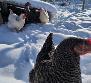 Das Foto zeigt Hühner im Schnee in Bleckhausen.