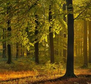 Herbst im Buchenwald