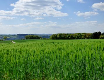 Sommergerste