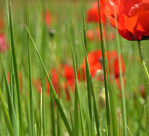 Auf dem Bild ist eine Wiese mit Mohn Blumen aus nächster Nähe zu erkennen.