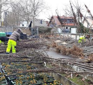 Lieferung der "Bäume fürs Klima" Da liegen sie bereit, die „Bäume fürs Klima“ – ein Foto aus dem Vorjahr, aufgenommen im städtischen Servicebetrieb.