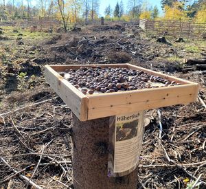 Das Bild zeigt einen Hähertisch auf einer baumfreien Fläche.