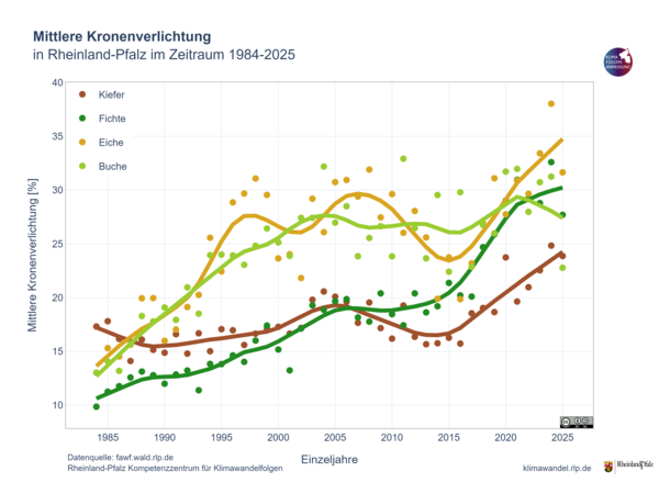 In der Abbildung ist die Kronenverlichtung der vier Hauptbaumarten in Rheinland-Pfalz (Fichte, Kiefer, Buche, Eiche) von 1984-2025 dargestellt. Neben den Werten der Einzeljahr ist eine geglättete Kurve für die bessere Abschätzung der Trendlinie dargestellt.