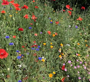 Das Foto zeigt eine bunte Blumeninsel. 
