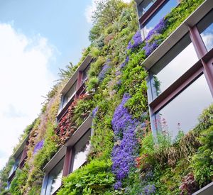 Das Bild zeigt eine begrünte Häuserfassade
