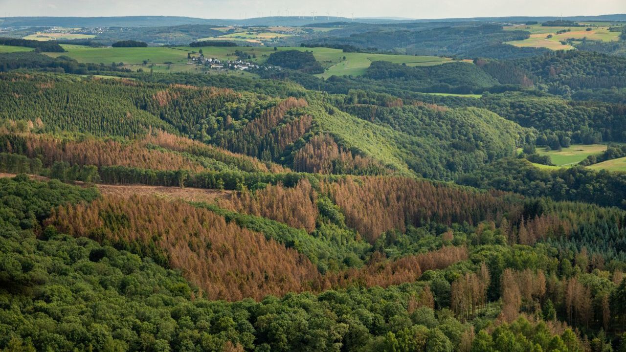 Das Bild zeigt eine bewaldete Landschaft