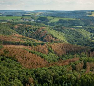 Das Bild zeigt eine bewaldete Landschaft