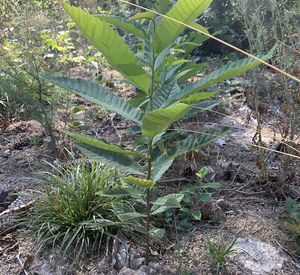 Kastanie Das Foto zeigt ein kleines Kastanienbäumchen.