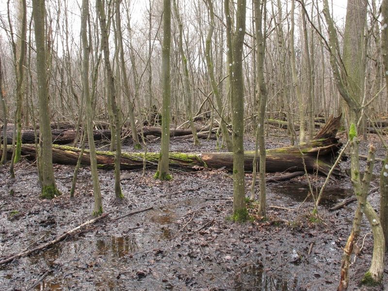 Das Bild zeigt einen Waldboden, auf dem das Wasser steht und Pfützen bildet.
