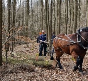 Auf dem Bild sind ein Pferd und mehrere Personen im Wald zu erkennen.