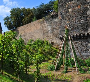 Das Bild zeigt einen Gemüsegarten an der Stadtmauer