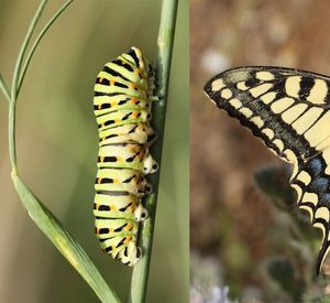 Die Fotos zeigt die Entwicklung einer Raupe zum Schmetterling
