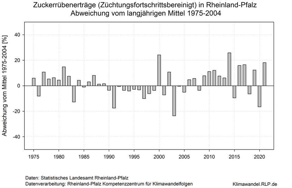 Die Graphik zeigt die züchtungsbereinigte Zuckerrübenerträge von 1975 bis 2021 in Rheinland-Pfalz. Abweichungen vom langjährigen Mittel von 1975 bis 2004 in Prozent. Die Erträge zeigen große Schwankungen mit zunehmend größeren Abweichungen vom langjährigen Mittel