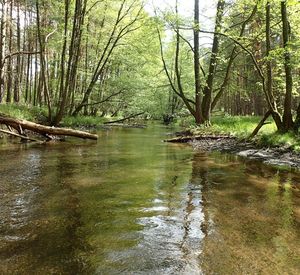 Bachlauf Das Bild zeigt einen beschatteten Bachlauf
