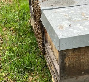 Das Bild zeigt mehrere Bienenbeuten auf einer Wiese
