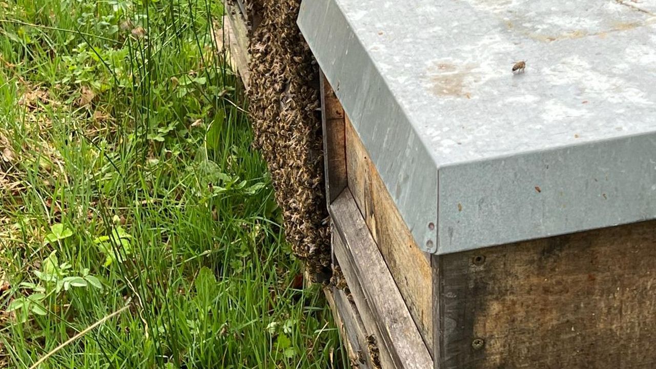 Das Bild zeigt mehrere Bienenbeuten auf einer Wiese