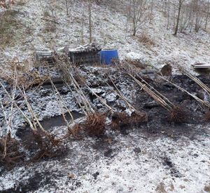 Das Archivbild aus dem Januar 2024 zeigt aufgereiht zum Abholen bereit liegende Bäume im Baustofflager der Stadt Montabaur